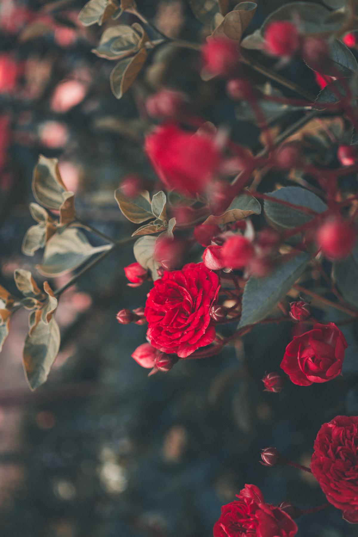 Beautiful image of blooming knockout roses in a garden bed