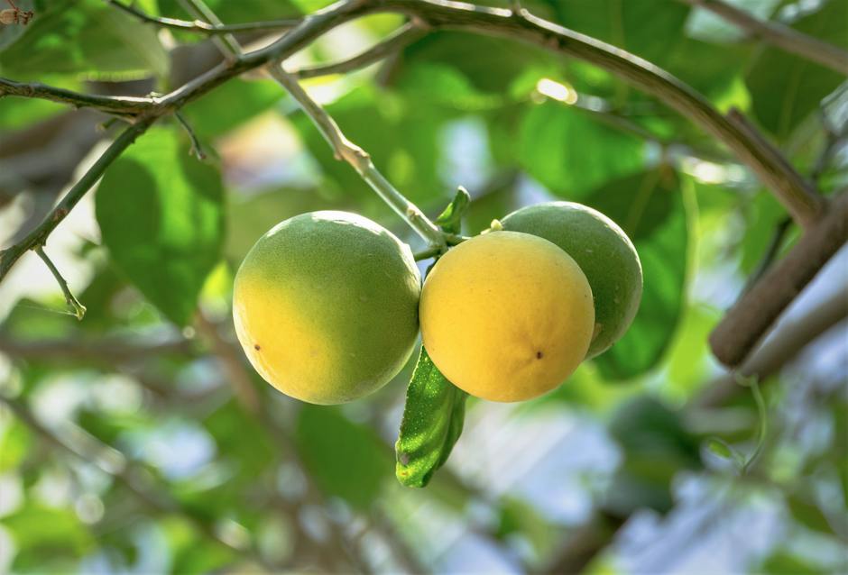 Image of various lemon tree diseases, showing yellowing leaves and mottled fruits