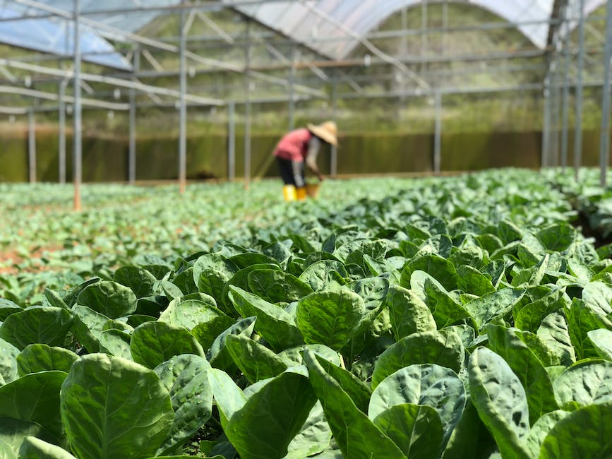 Close-up of freshly harvested lettuce leaves