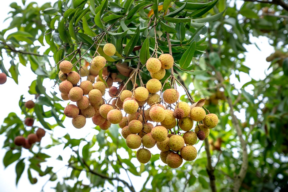 An image of hands holding a lychee fruit with a lychee tree in the background.