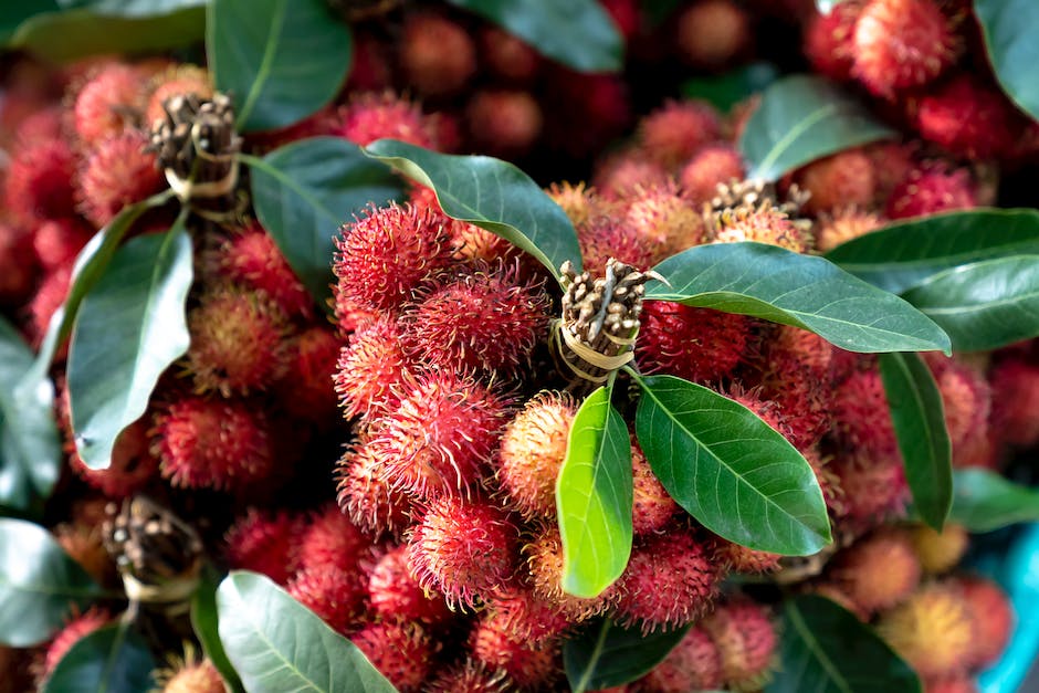 A vibrant photo of a lychee tree with ripe red fruits hanging from its branches.