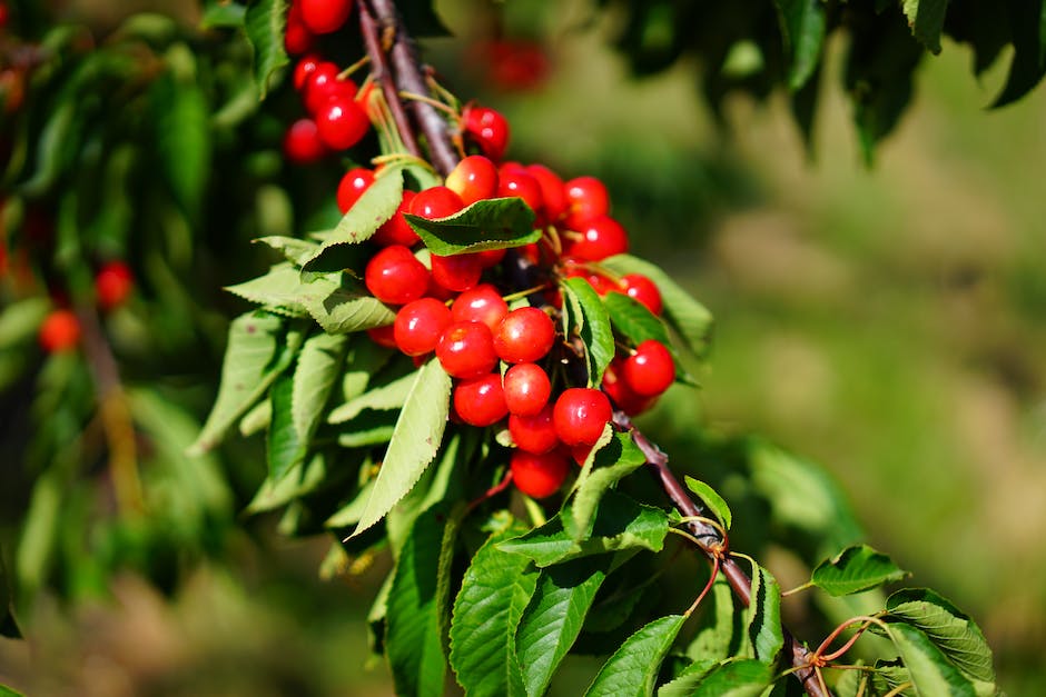 Image of a lychee tree with lush green leaves and ripe lychee fruits hanging from its branches