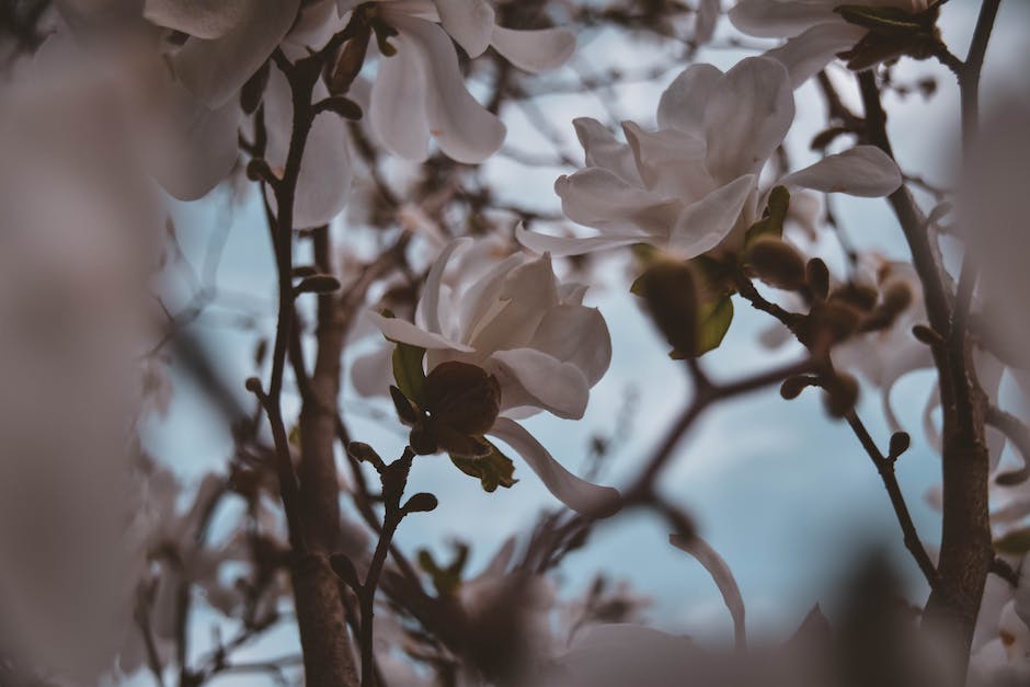 Image of a healthy magnolia tree with vibrant leaves and stunning blooms, showcasing the magnificence of magnolias.