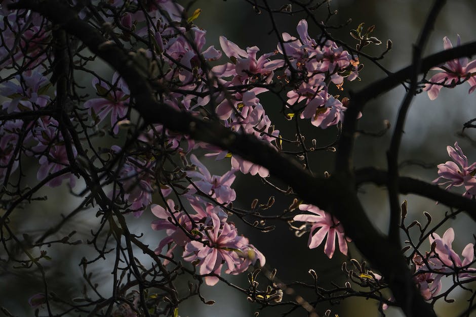 Image of a magnolia tree in full bloom, with pink flowers covering the branches.