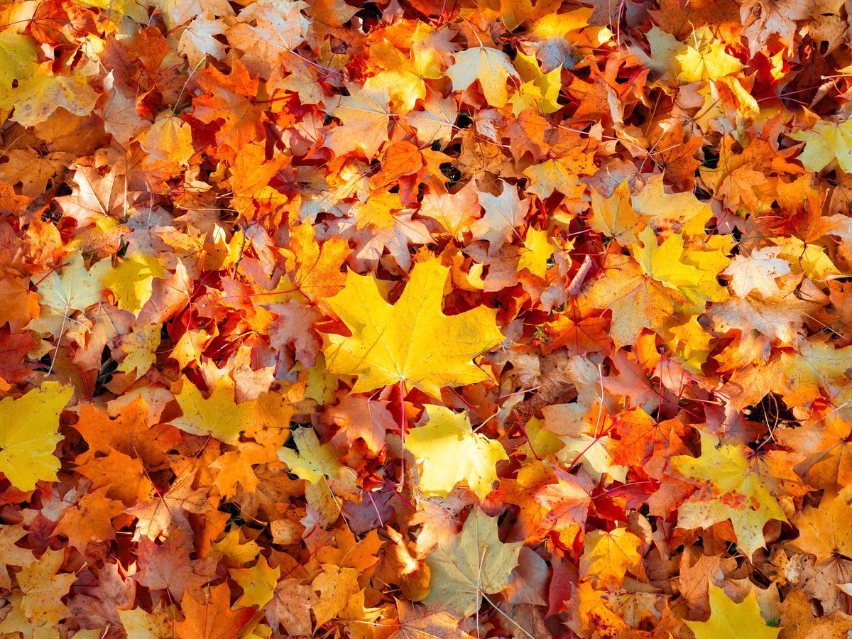 A close-up image of vibrant maple leaves during autumn.