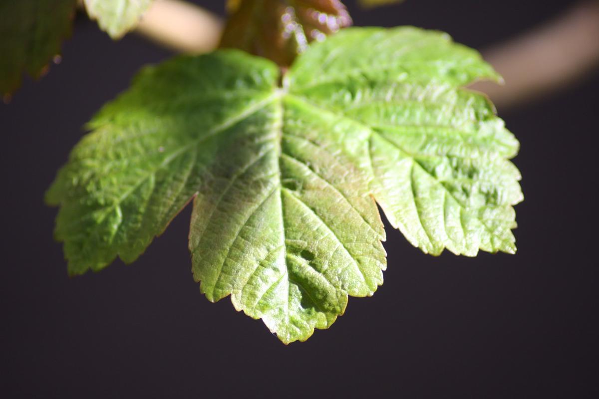 An image showcasing the beautiful and diverse plant life in Maryland