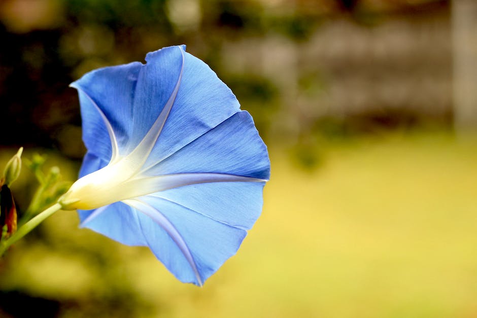 A close-up image of a Morning Glory flower in full bloom, showcasing its vibrant blue petals with streaks of pink and purple.