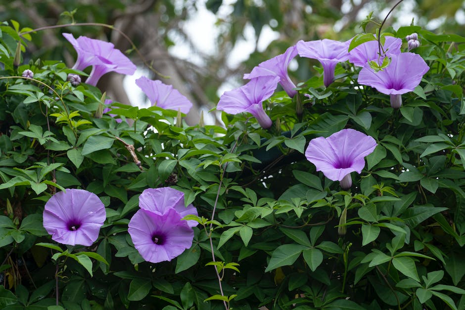 Morning Glory plant with vibrant blue flowers winding up a trellis
