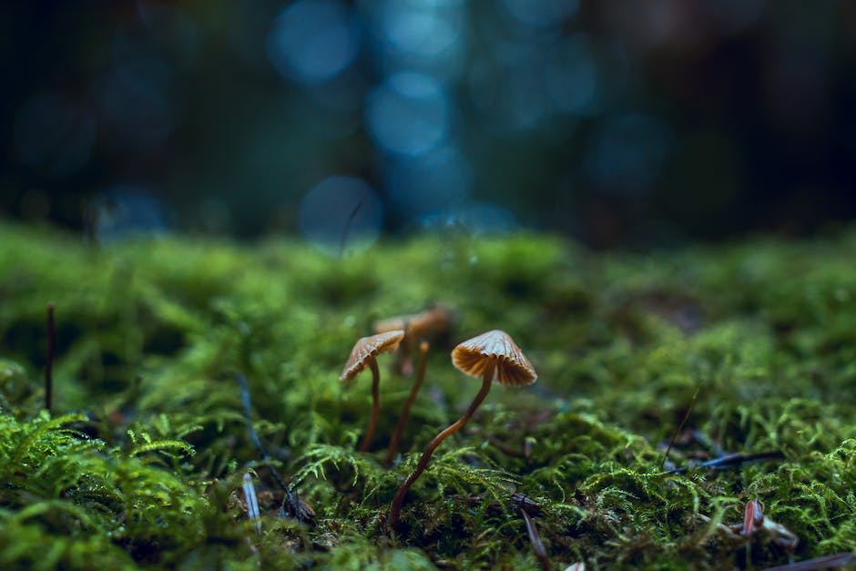 A wood-based substrate laced with organic materials, creating a utopian paradise for fungi