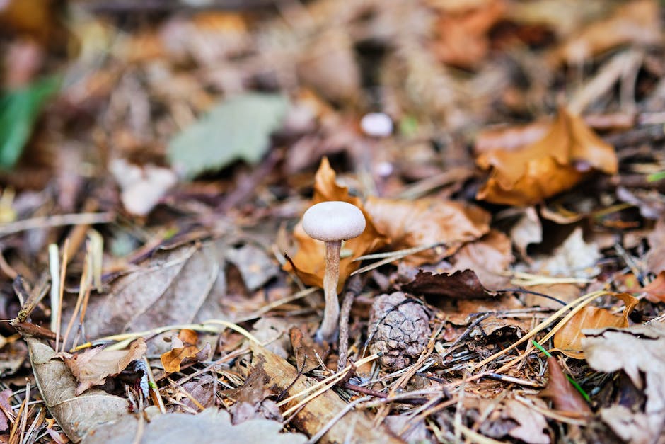 Image of mushroom spore preparation process, including collecting the spores, sterilizing them, inoculating the substrate, and waiting for mushroom growth.