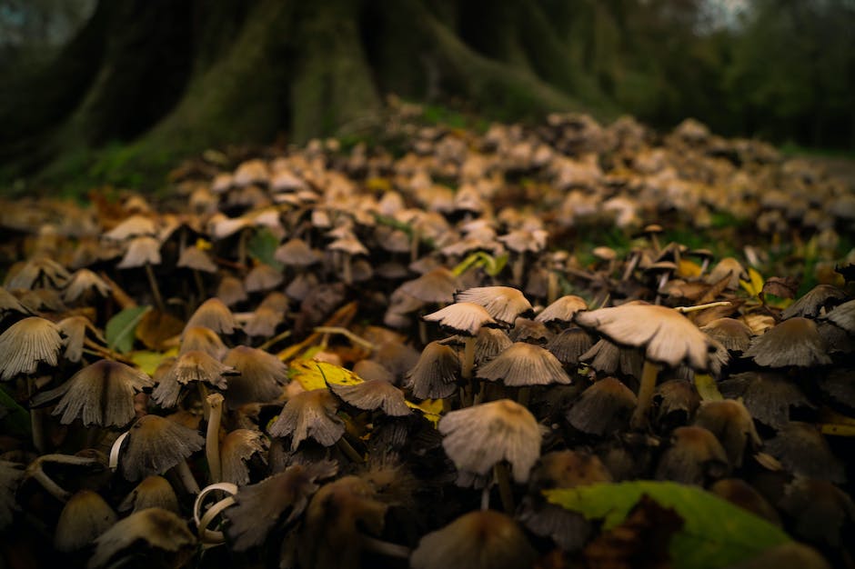 Image depicting the fascinating world of mycology, showing various species of mushrooms growing in a forest.
