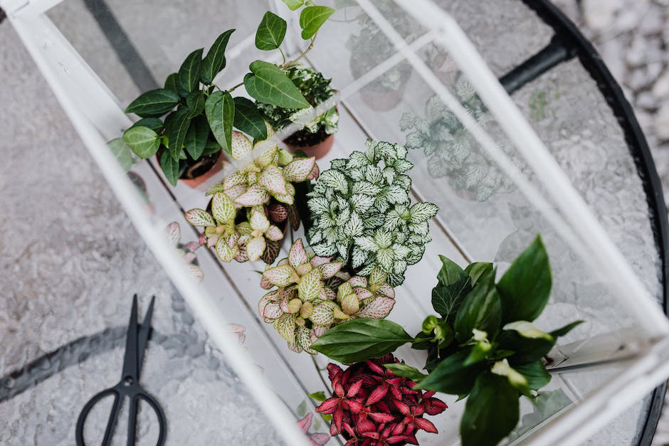 A diverse garden with plants of different colors and textures, showcasing different planting strategies in New York