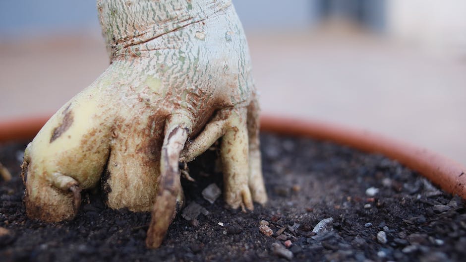 Image of nutrient-rich soil, showing vibrant plants growing with healthy, interconnected roots.