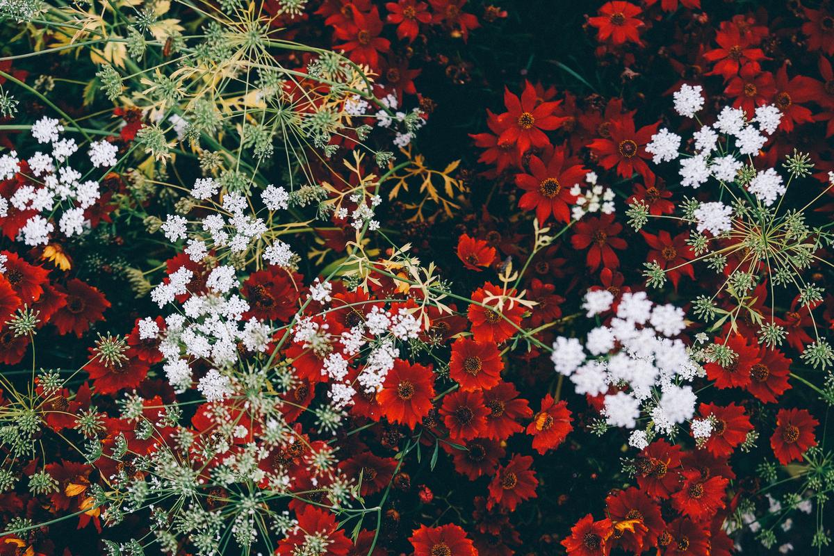 Diverse array of flora in Ohio's garden-scape, showcasing vibrant colors, majestic trees, and beautiful flowers.
