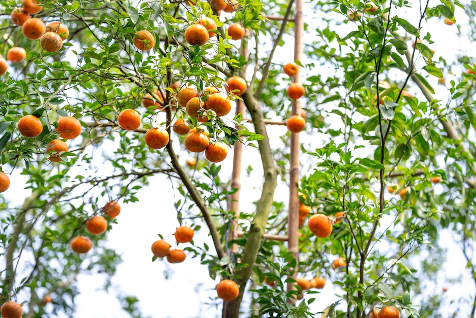 An image of a thriving orange tree with vibrant orange fruits hanging from its branches