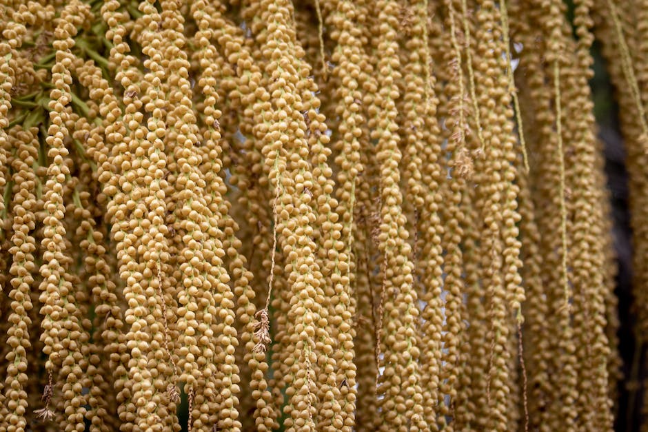 Image of a palm seed in front of a lush palm tree, symbolizing the process of selecting the right palm seed for cultivation.