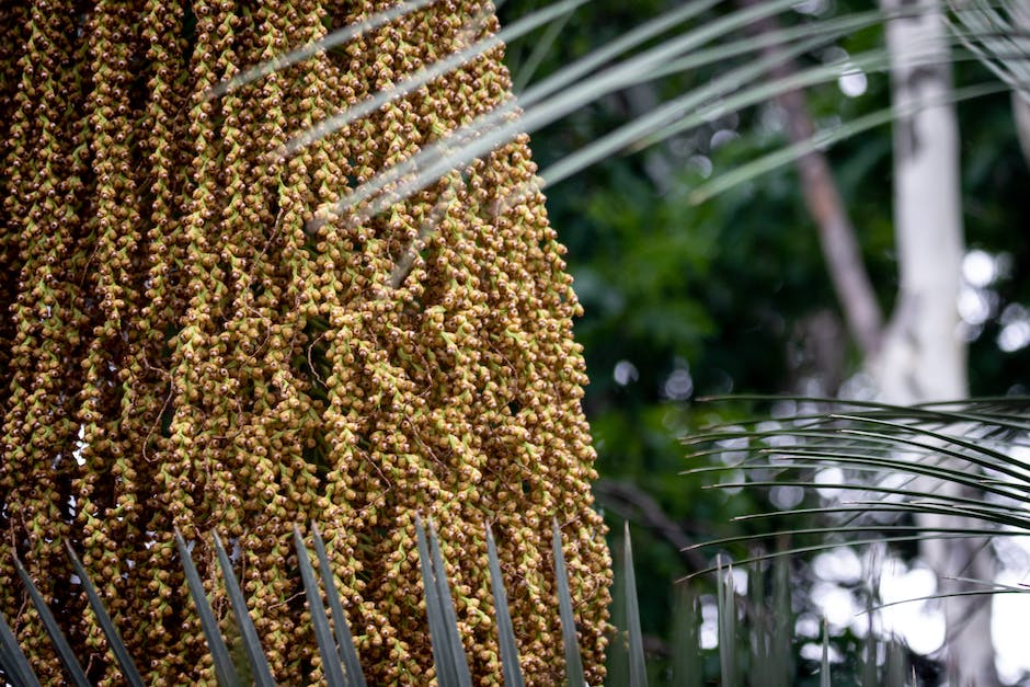 Close-up image of a palm seed with roots emerging, illustrating the germination process.