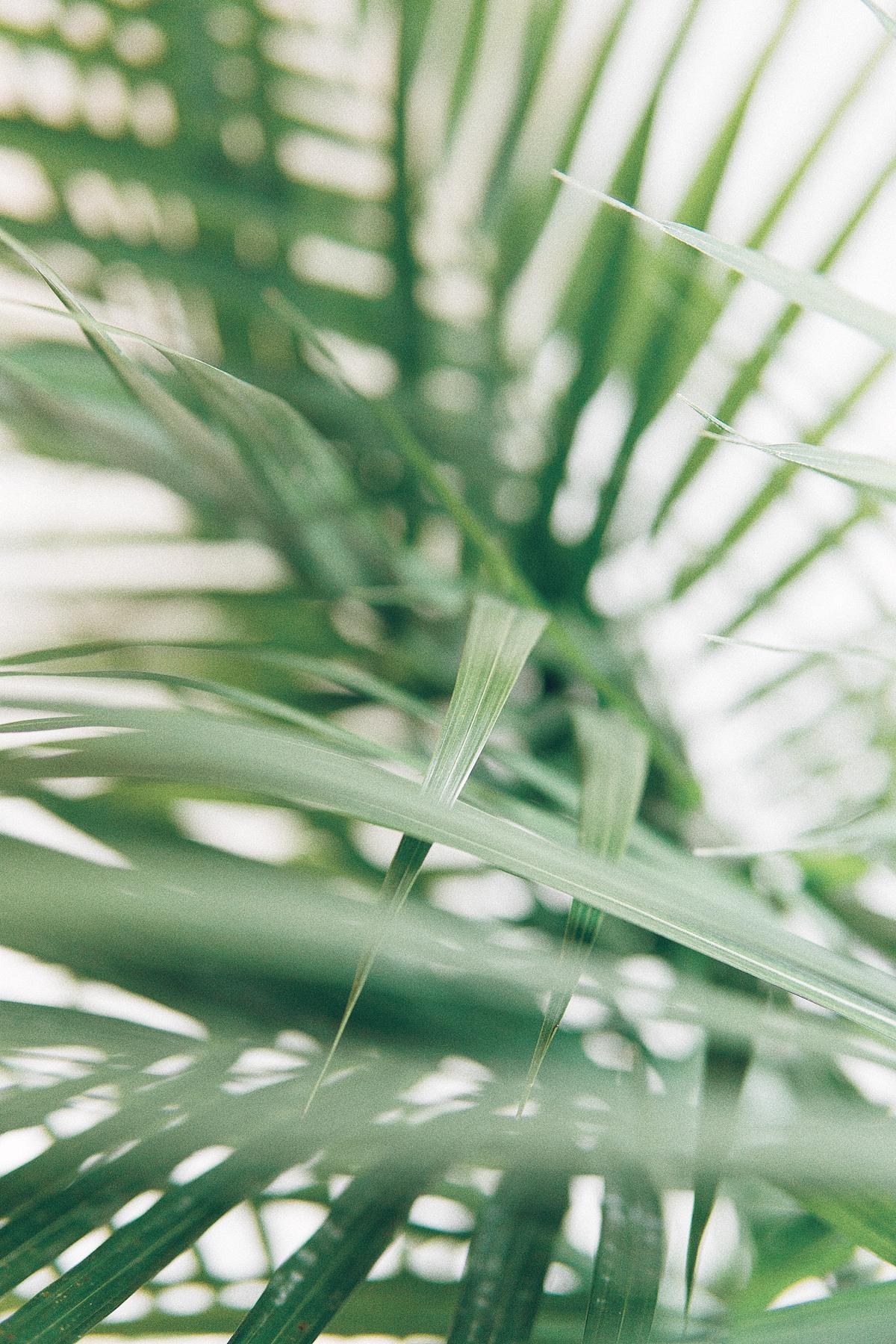 A close-up image of a healthy palm seedling with green leaves and a well-developed root system.