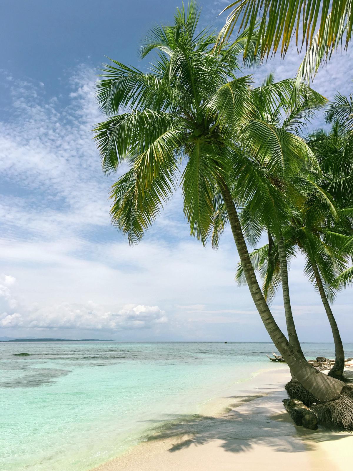 An image of a palm tree with a beautiful beach in the background