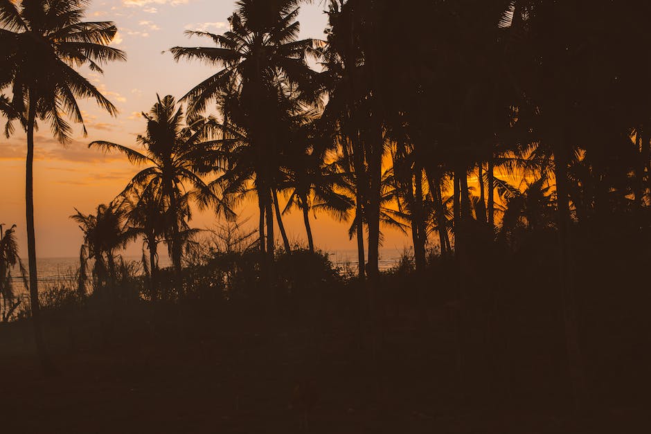 Image of a majestic palm tree growing in a lush green garden.