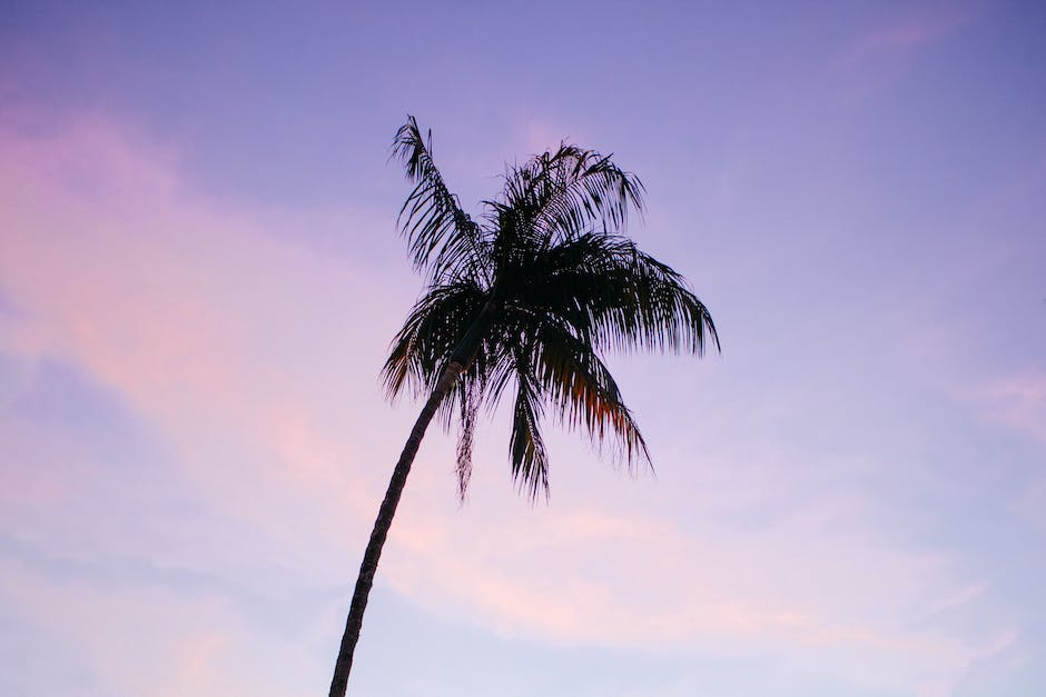 A lush green palm tree with vibrant and healthy fronds, standing tall against a sunny blue sky.