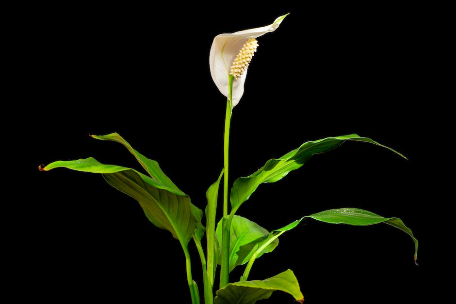 Image of Peace Lilies showcasing their dark green, glossy leaves and elegant white blooms that give the appearance of a white flag being waved in surrender.