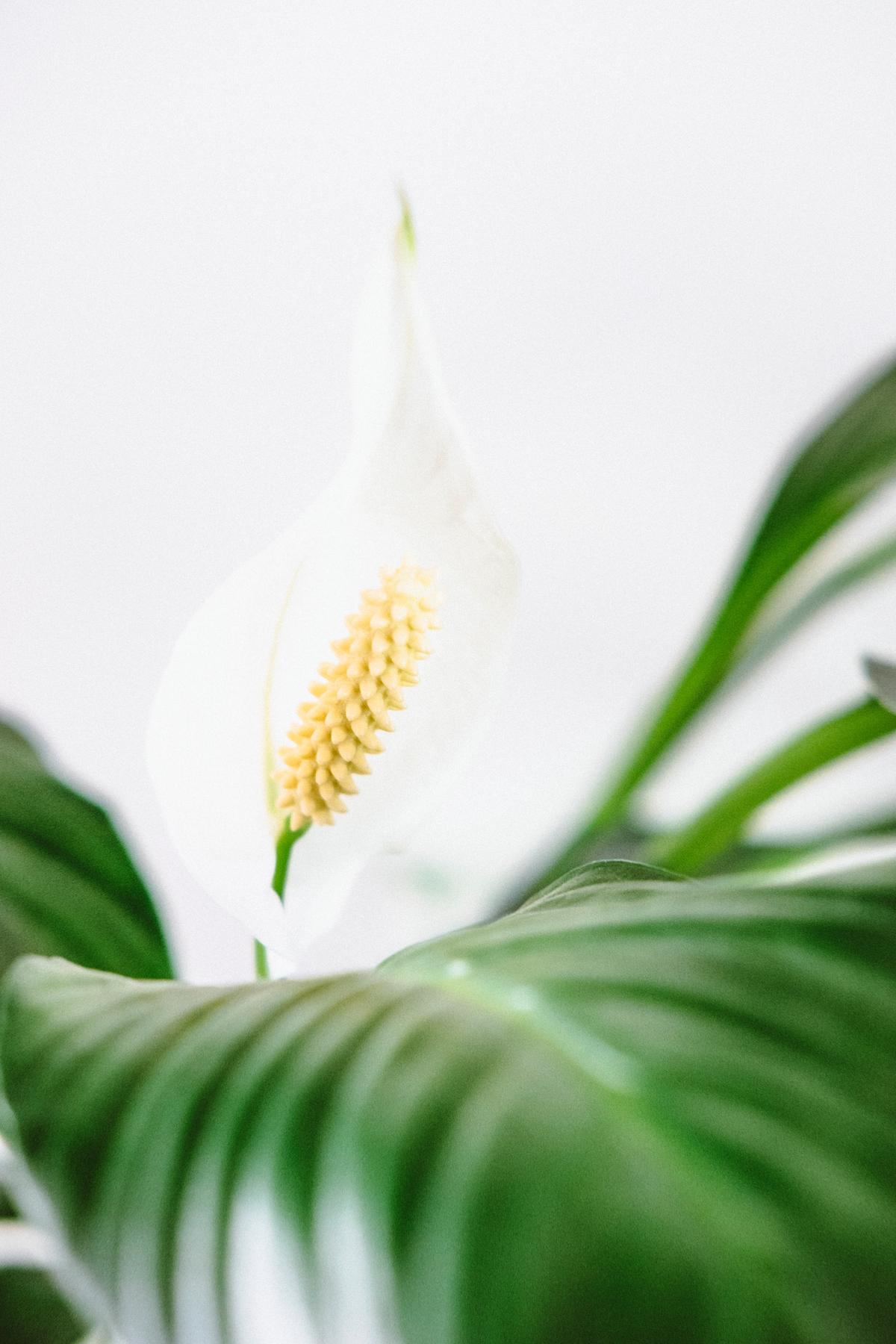A peace lily plant with white flowers and green leaves
