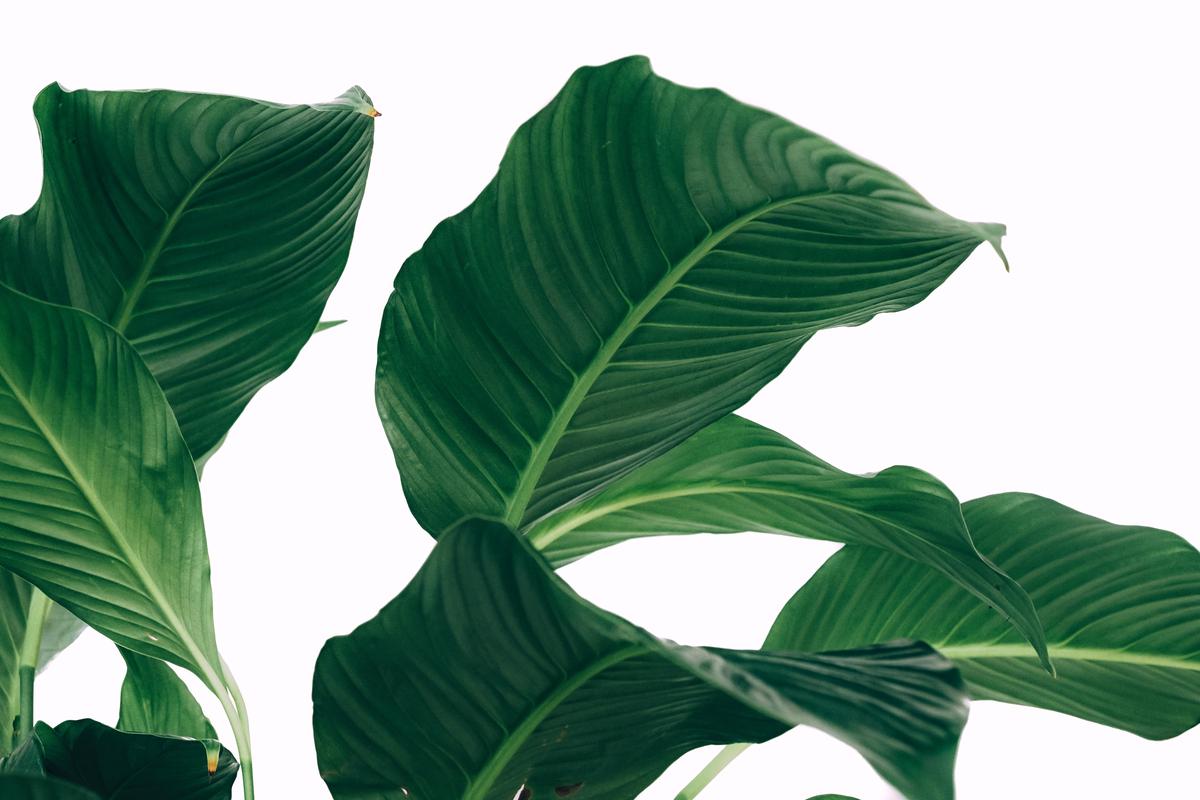 A close-up image of a vibrant peace lily plant with healthy leaves and white blooms.