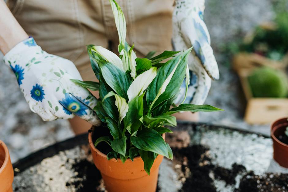 Image depicting the process of pruning a peace lily, showing someone carefully cutting off a spent flower with sanitized shears.