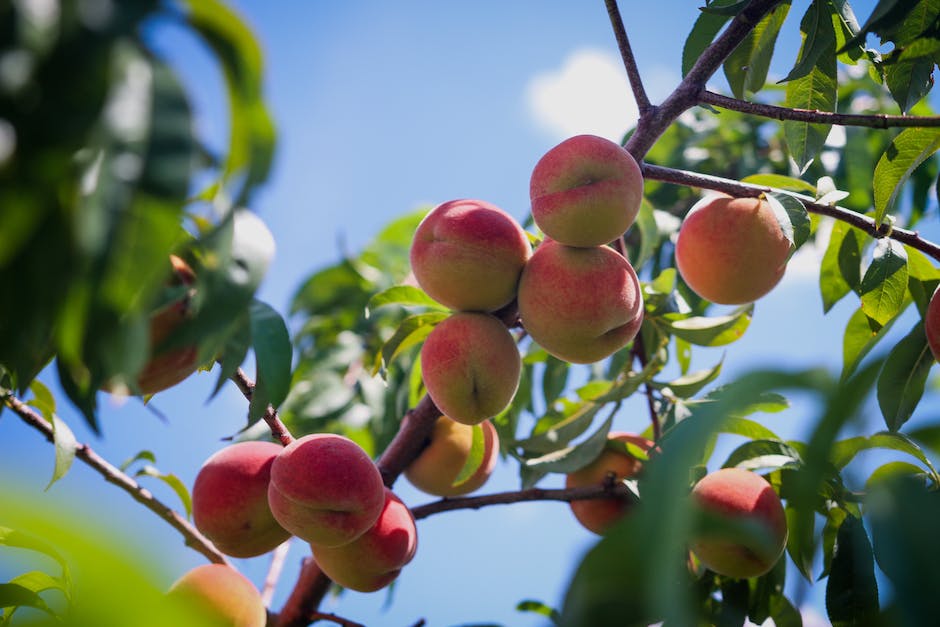 Image of ripe peaches on a tree branch.