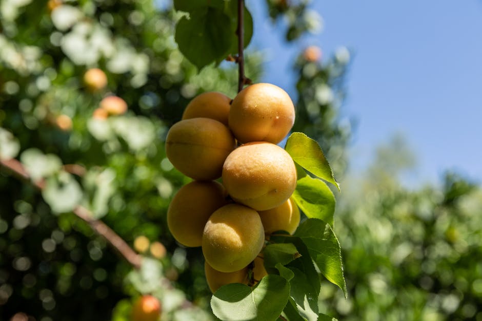 Image of peach tree leaves affected by Peach Leaf Curl disease