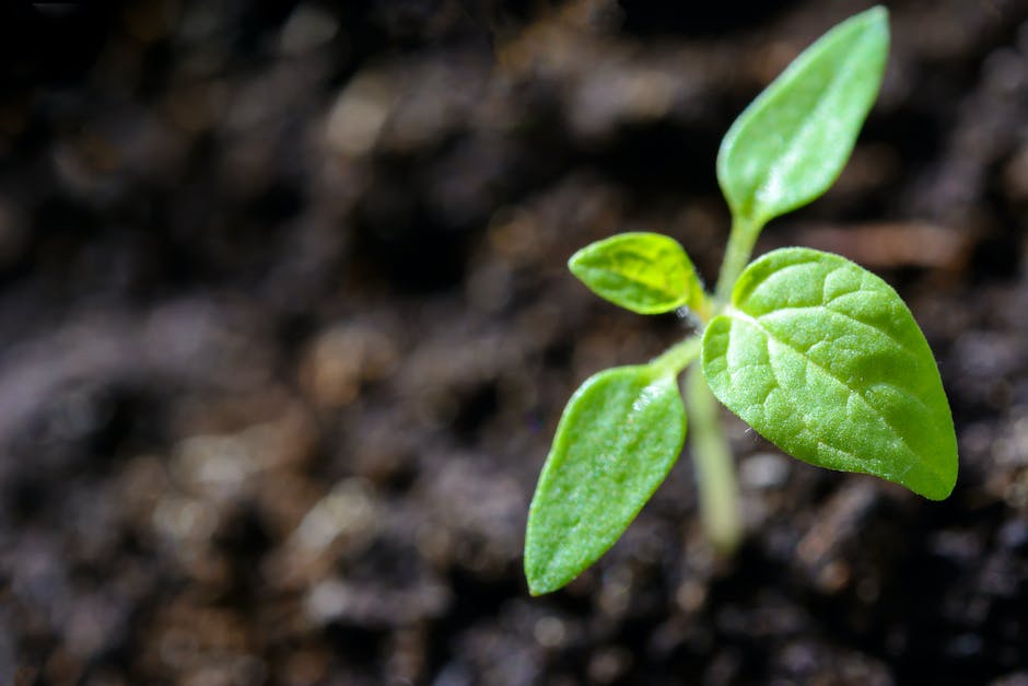 Image of a peach pit in the process of being planted, with soil and gardening equipment in the background