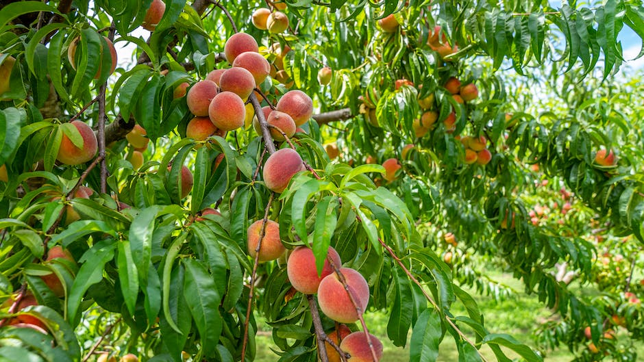 A healthy young peach tree with ripe peaches hanging from its branches.