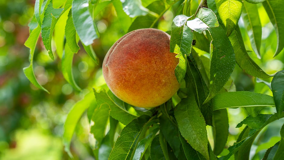 Image of a healthy peach tree with lush foliage and ripe peaches dangling from its branches