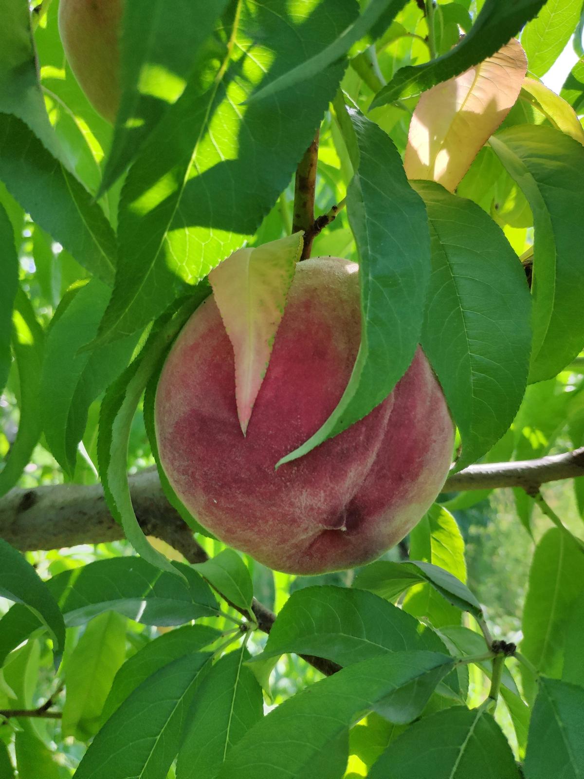 A ripe peach in a tree ready to be picked