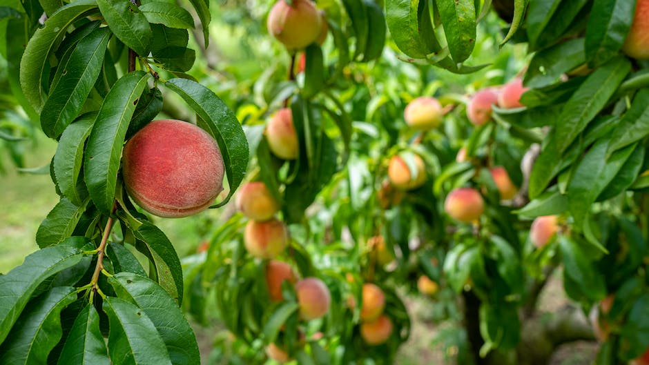 Image of freshly picked ripe peaches from a peach tree