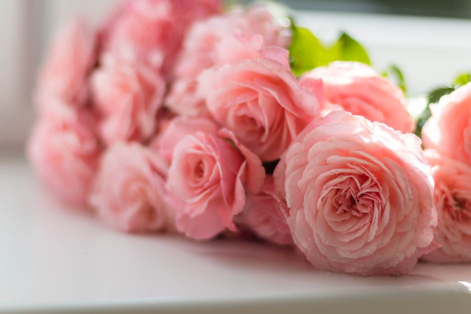 Beautiful peonies in full bloom, displaying vibrant colors and bringing cheer to any space.