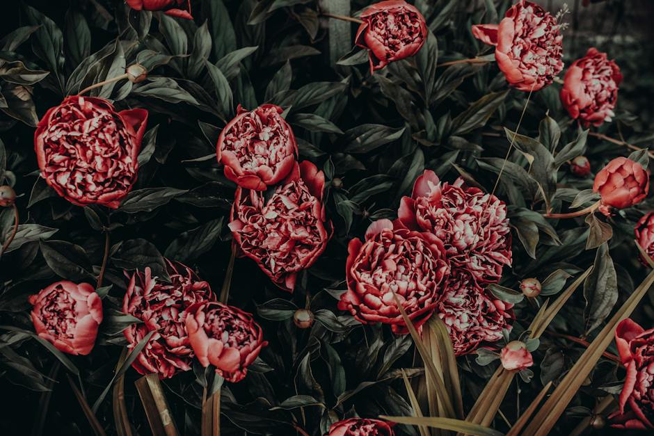 Beautiful peonies in pots, adding vibrant colors to a garden or balcony