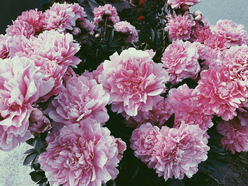 Image of vibrant peonies in a pottery container