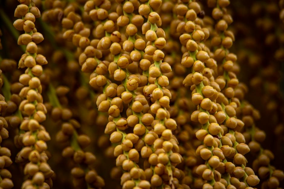 A close-up image of palm seeds, showcasing their unique patterns and textures.