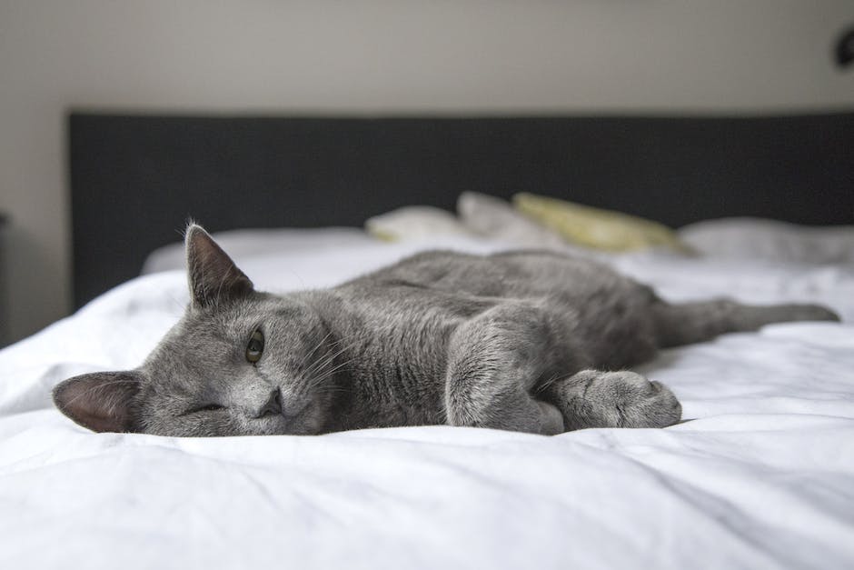 Image illustrating the signs of distress in cats due to contact with lethal pothos plants