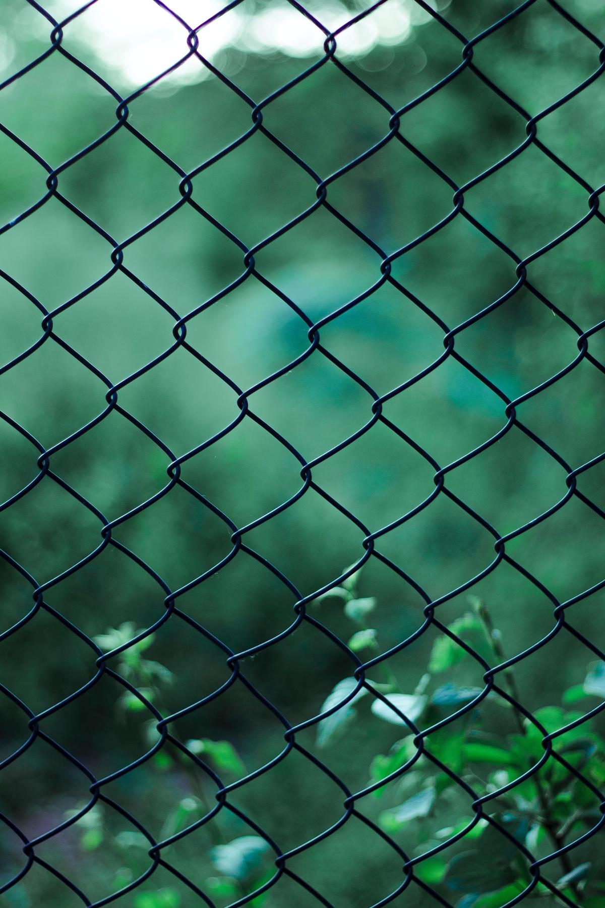 Image of various physical barriers for a dog in a garden, such as fences, garden screens, and plants with thorny textures