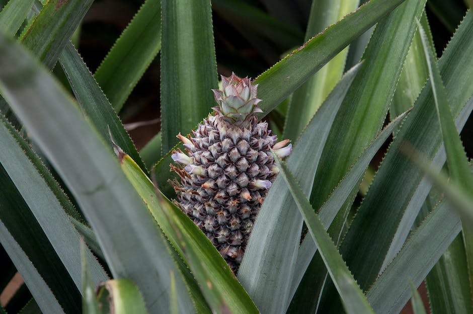 A close-up image of a thriving pineapple plant with healthy green leaves and the characteristic pineapple fruit growing from the center of the plant.