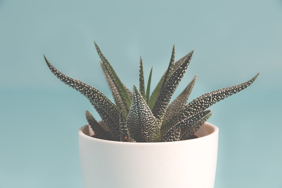 Image description: A hand gently placing a pineapple top into a pot with soil