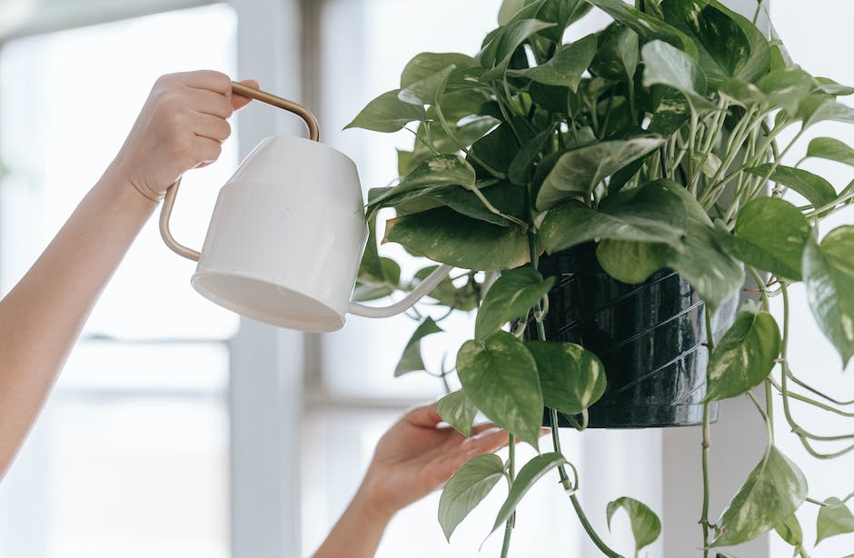 A person holding a watering can and caring for a potted plant.