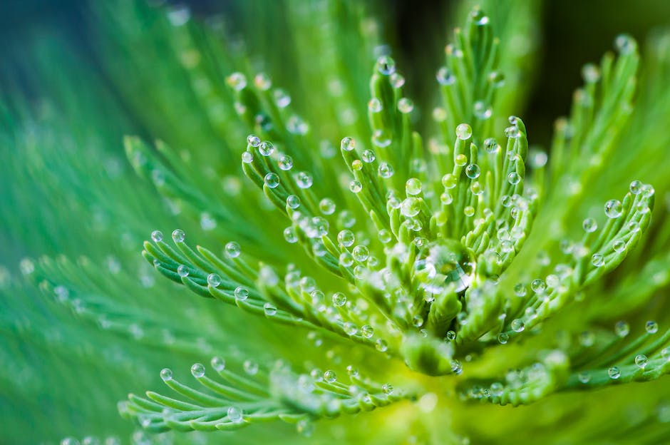 Image depicting a healthy plant in a well-lit room with water droplets on its leaves indicating proper water intake