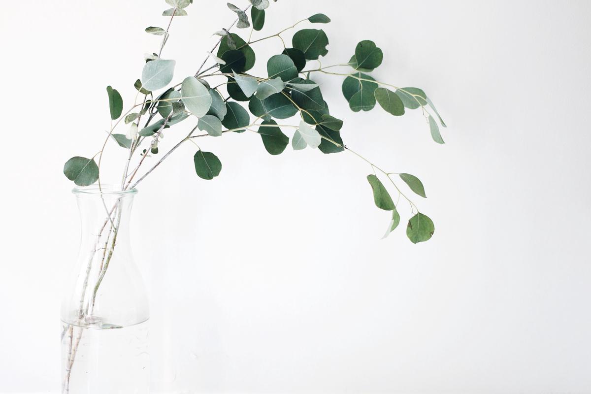 Image of a variety of plant cuttings being propagated