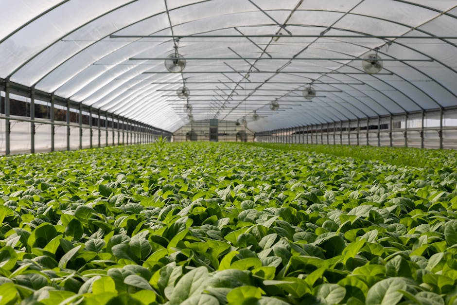 A picture of a greenhouse with a variety of plants representing the importance of plant quarantines