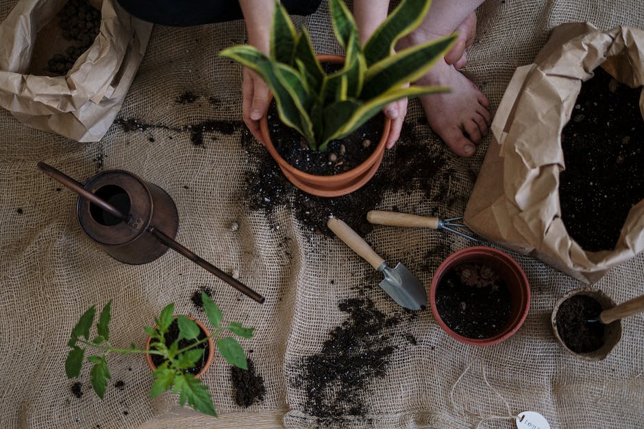 An image illustrating the importance of understanding plant water requirements for successful gardening.