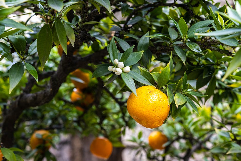 A plum tree with blooming flowers and ripening fruits, symbolizing the transformation and rewards of diligent care in plum growing.